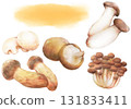 秋季菇類水彩插畫（香菇、松茸、姬菇、菇類、杏鮑菇） 131833411