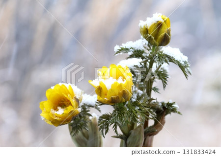 Adonis ramosa Adonis ramosa 131833424