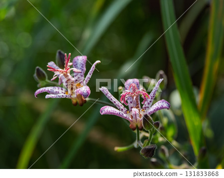 秋季盛開的台灣杜鵑花 131833868