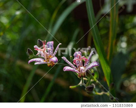 Taiwan cuckoo flower blooming in autumn 131833869