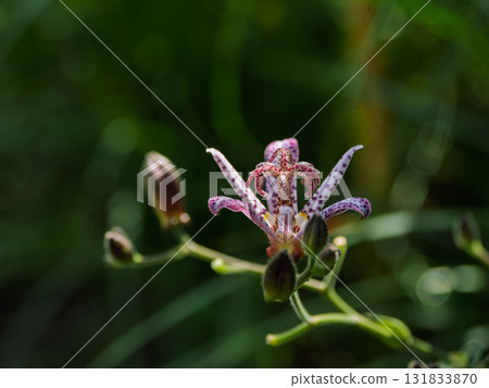 秋季盛開的台灣杜鵑花 131833870