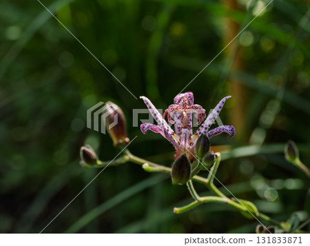 Taiwan cuckoo flower blooming in autumn 131833871