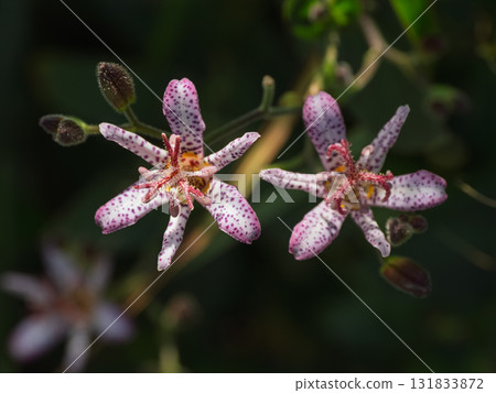 Taiwan cuckoo flower blooming in autumn 131833872