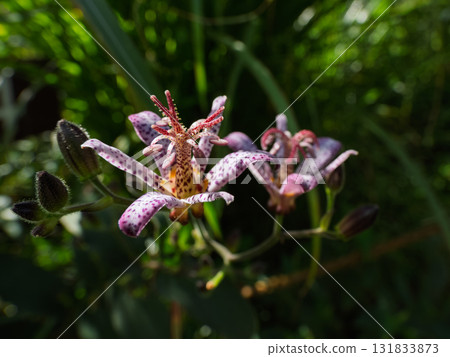 Taiwan cuckoo flower blooming in autumn 131833873