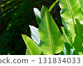 Large leaves Large leaves 131834033