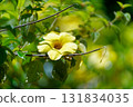 Yellow flower Yellow flower 131834035