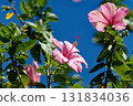 Hibiscus shining in the blue sky Hibiscus shining in the blue sky 131834036