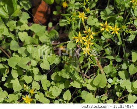 赤目溪谷的鮮花和蜻蜓 131834084