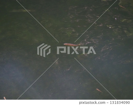A small fish swimming in the red-eye current - presumably a minnow A small fish swimming in the red-eye current - presumably a minnow 131834090