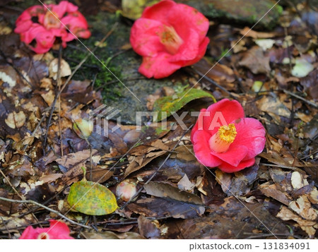 Fallen camellias and fallen leaves in the forest - Akame Shijuhachitaki Falls, Nabari City, Mie Prefecture 131834091