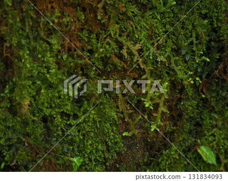 Moss texture, natural background of Akame Shijuhachitaki waterfall, Nabari city, Mie prefecture 131834093