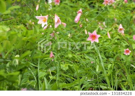 Himesayuuri 250515_002 Himesayuuri 250515_002 131834228