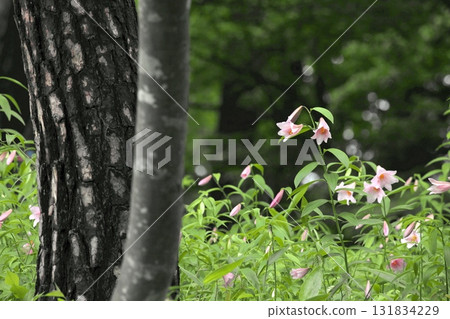 Himesayuuri 250515_003 131834229