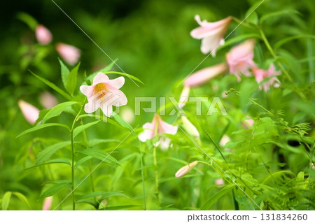 姬遊裡 250515_034 131834260