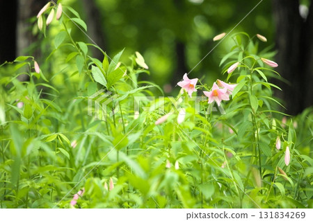 Himesayuuri 250515_042 Himesayuuri 250515_042 131834269