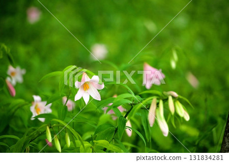 姬遊裡 250515_054 131834281