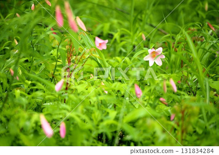 姬遊裡 250515_057 131834284