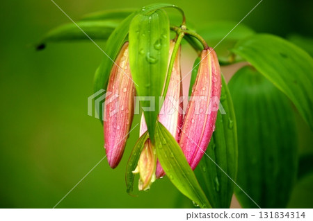 Himesayuuri 250515_073 131834314