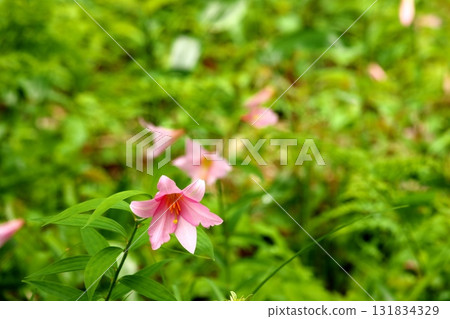 Himesayuuri 250515_081 131834329