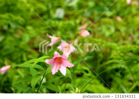Himesayuuri 250515_082 Himesayuuri 250515_082 131834331
