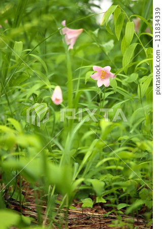 Himesayuuri 250515_088 131834339