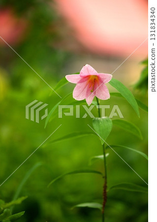 Himesayuuri 250515_089 131834340