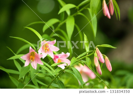 姬遊裡 250515_099 131834350