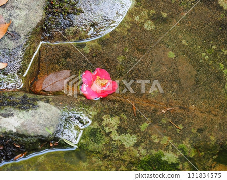 落花與清澈的溪流：紅花在長滿青苔的岩石上閃閃發光（赤目四十八瀑布） 131834575