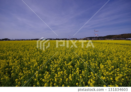 古河市向口油花公園 131834603