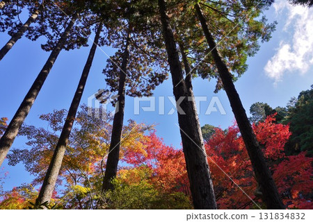 笹栗堂山觀音寺天王院參道的紅葉 131834832