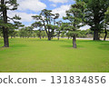Park with pine trees 131834856