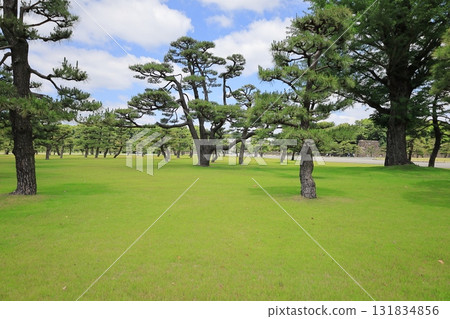 Park with pine trees 131834856