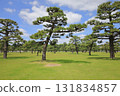 Park with pine trees 131834857