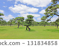 Park with pine trees 131834858