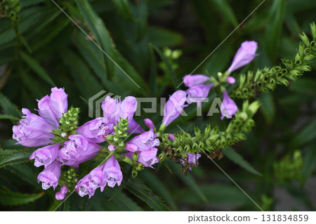 Hanatraneo(花虎尾巴) Hanatraneo(花虎尾巴) 131834859