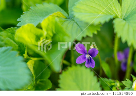 Violets blooming hidden among strawberry leaves Violets blooming hidden among strawberry leaves 131834890