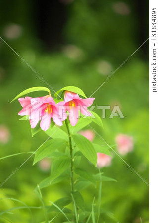 姬遊裡 250515_0105 131834895