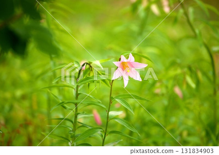 姬遊裡 250515_0113 131834903