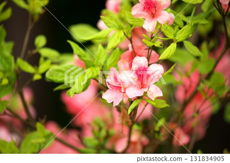 Azalea 250515_0115 131834905