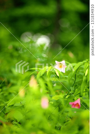 姬遊裡 250515_0119 131834910