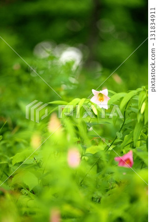 姫蜥 250515_0120 131834911