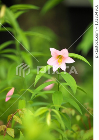 Himesayuuri 250515_0123 131834916