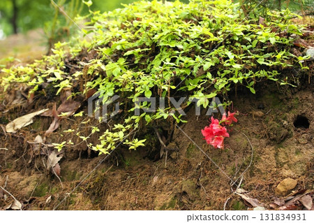 Wildflowers250515_0138 131834931