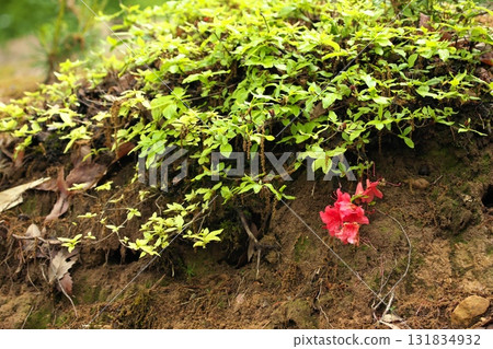 Wildflowers250515_0139 Wildflowers250515_0139 131834932