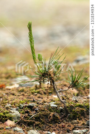 松芽 250515_0144 131834934