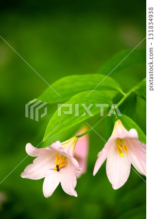 姬遊裡 250515_0146 131834938