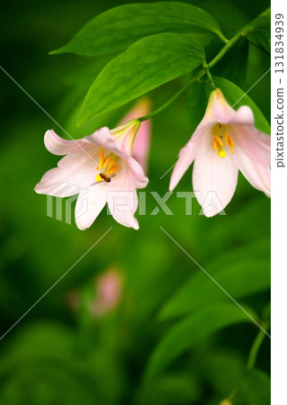 Himesauri 250515_0147 Himesauri 250515_0147 131834939