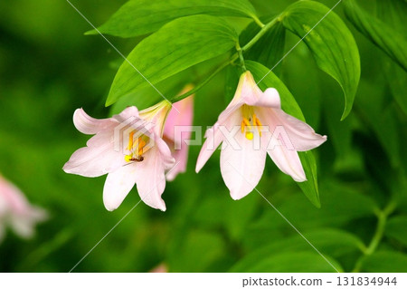 Himesayuuri 250515_0152 Himesayuuri 250515_0152 131834944