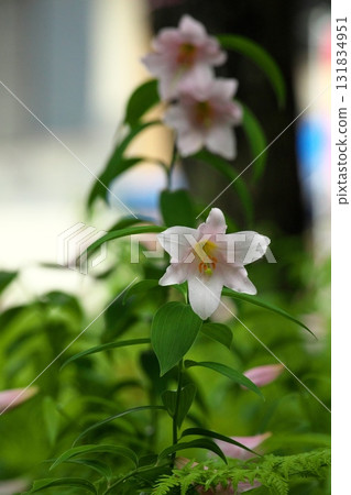 Himesayuuri 250515_0159 Himesayuuri 250515_0159 131834951