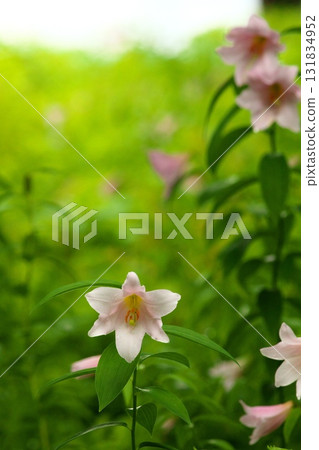 Himesayuuri 250515_0160 Himesayuuri 250515_0160 131834952